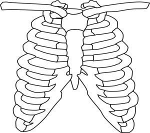 drawing of a chest ribs like an xray
